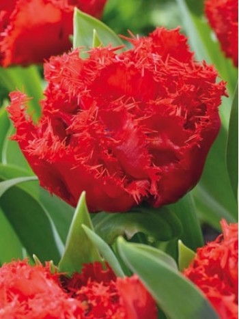  Лале  (Tulipa 'Lion King') PR926
